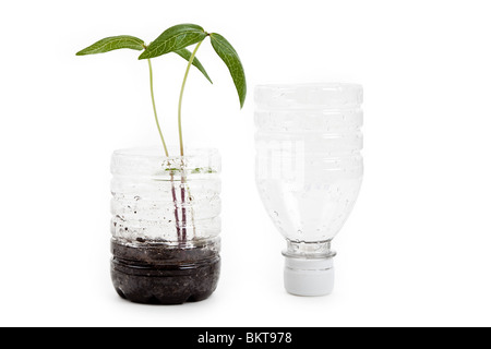 plastic bottle and Sprout with white background Stock Photo