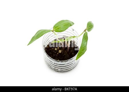 plastic bottle and Sprout with white background Stock Photo