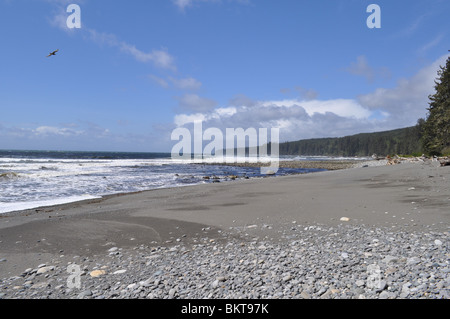 Eagle soars over peaceful beach Stock Photo