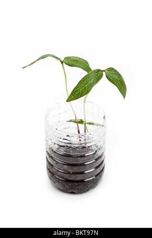 plastic bottle and Sprout with white background Stock Photo