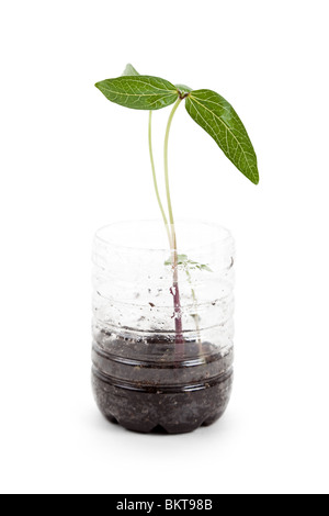 plastic bottle and Sprout with white background Stock Photo