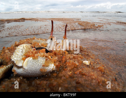 Ghost crab (Ocypode sp.) emerging from sand, Bramston Beach, north Queensland, Australia Stock Photo