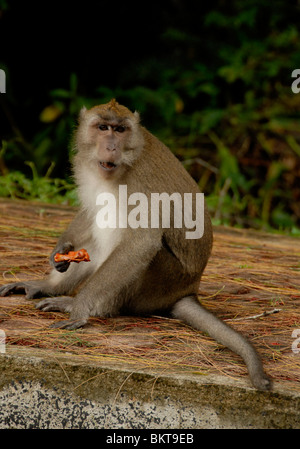 monkey at chao leh, sea gypsy village , rawai beach , phuket island ,thailand