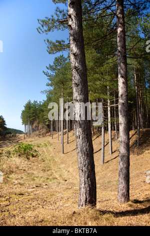 Ainsdale Sand Dunes National Nature Reserve Stock Photo