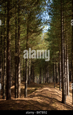 Ainsdale Sand Dunes National Nature Reserve Stock Photo