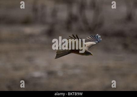 Red billed kite, Namibia. Stock Photo