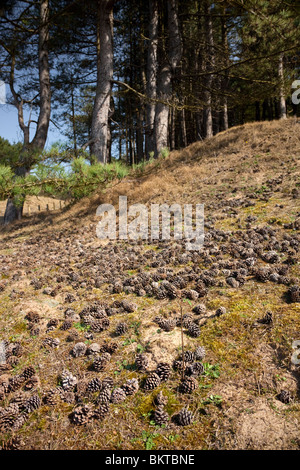 Ainsdale Sand Dunes National Nature Reserve Stock Photo