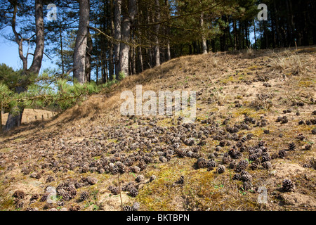 Ainsdale Sand Dunes National Nature Reserve Stock Photo