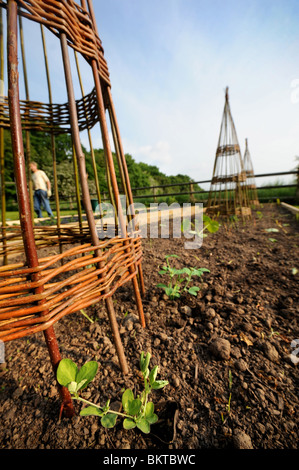 Willow climbers in a vegetable garden planted with young Sweet Peas UK Stock Photo