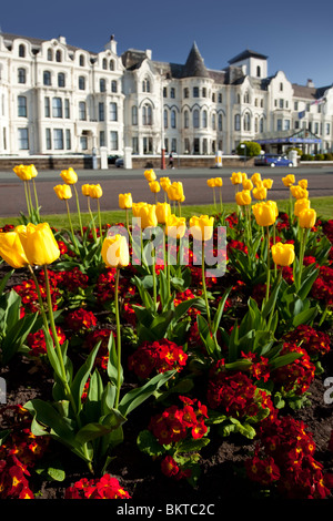 Tulips in flower along Southport Promenade, UK Stock Photo