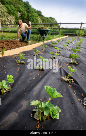 Young Strawberry plants in a vegetable garden with raised beds UK Stock Photo