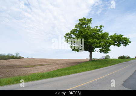 Roadside view of rural countryside in the Niagara Region. Stock Photo