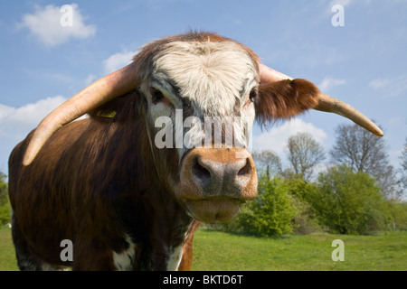 English long horn cow Stock Photo