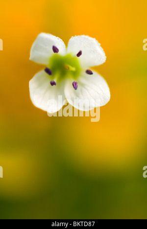 bittere veldkers; Large Bitter-Cress; Cardamine AmÃ¨re; Bittere Pinksterblom; Bitteres Schaumkraut;