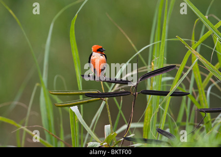 Grenadierwever, Southern Red Bishop Stock Photo