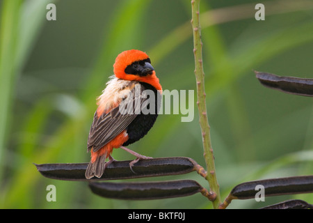 Grenadierwever, Southern Red Bishop Stock Photo