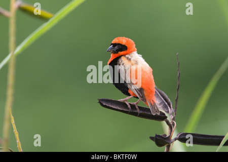 Grenadierwever, Southern Red Bishop Stock Photo