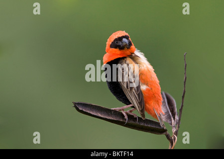 Grenadierwever, Southern Red Bishop Stock Photo