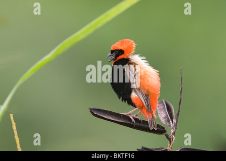 Grenadierwever, Southern Red Bishop Stock Photo