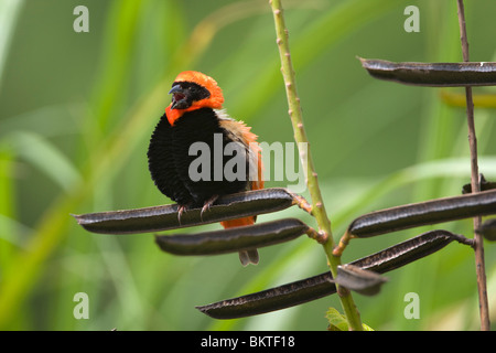 Grenadierwever, Southern Red Bishop Stock Photo