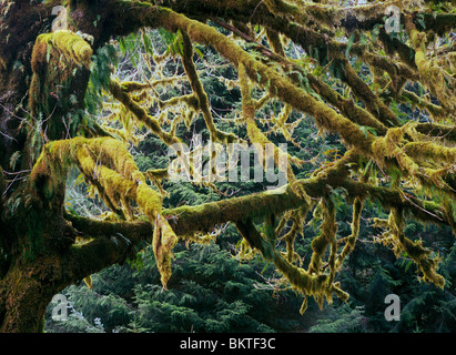 Bigleaf Maple Tree branches (Acer macrophyllum)with mosses and ferns, Olympic National Park, Olympic Peninsula, Washington, USA Stock Photo