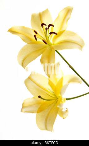 Close-up of two pale yellow oriental lilies on white background in high-key Stock Photo