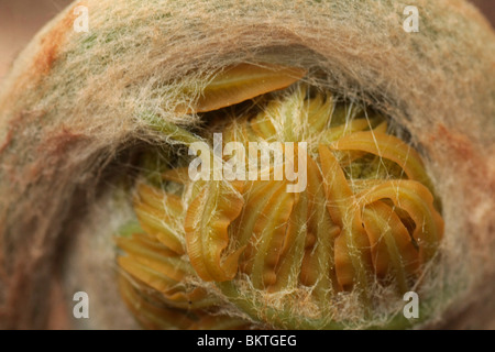 Detailopname van een knop van een Koningsvaren; Royal fern Stock Photo