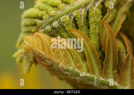 Detailopname van een knop van een Koningsvaren; Royal fern Stock Photo