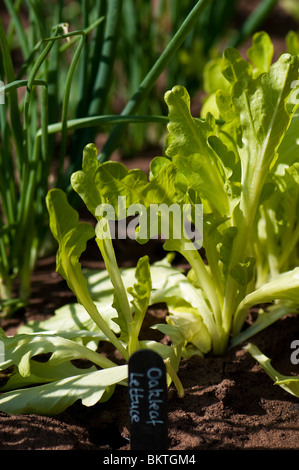 Oakleaf lettuces growing in a show garden at the RHS Show in Cardiff Stock Photo