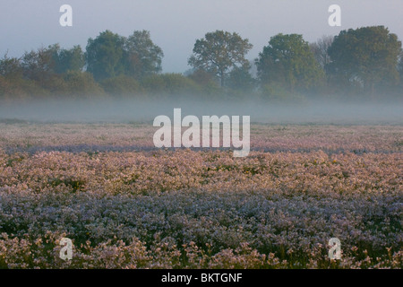 Zonsopkomst in natuurmonumentengebied Het Leusveld in voorjaar Stock Photo