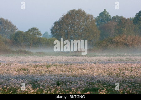 Zonsopkomst in natuurmonumentengebied Het Leusveld in voorjaar Stock Photo