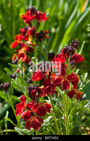Brightly coloured Wallflowers, erysimums, in flower in Spring Stock Photo
