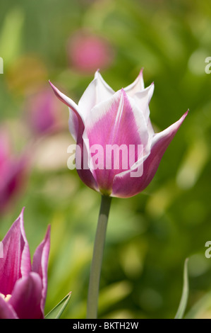 Close up of a purple and white tulip in flower in spring Stock Photo