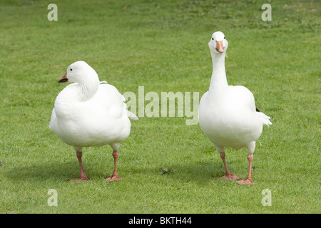 Lesser Snow Goose (Anser caerulescens caerulescens). Pair. White phase. Stock Photo