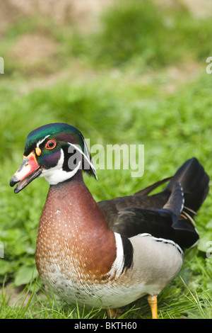 Carolina or North American Wood Duck (Aix sponsa). Male or drake. Breeding plumage. Stock Photo