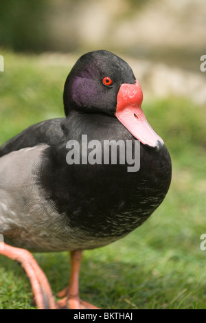 Rosybill Duck (Netta peposaca). Drake or male. Native to southern South America. Stock Photo