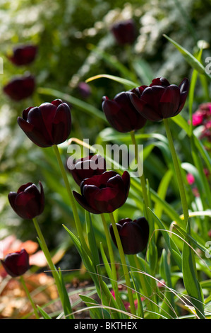 Single Late Tulip 'Queen of the Night' in flower in spring Stock Photo
