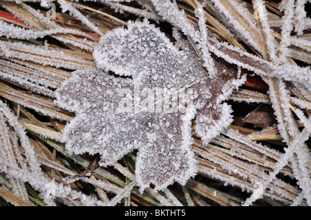 Hoar frost on leaf in Yosemite valley national park California Stock Photo