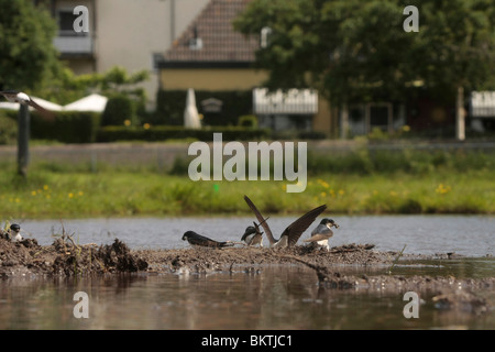 Huiszwaluwen bij een modderpoeltje; House Martins gathering mud Stock Photo