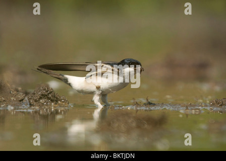 Huiszwaluw bij een modderpoeltje; House Martin gathering mud Stock Photo