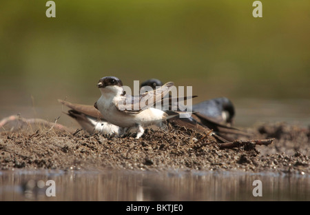 Huiszwaluwen bij een modderpoeltje; House Martins gathering mud Stock Photo