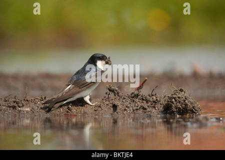 Huiszwaluw bij een modderpoeltje; House Martin gathering mud Stock Photo