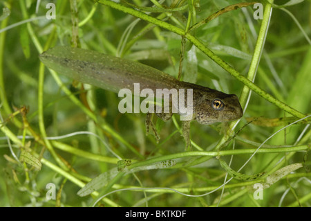 Tadpole with 4 legs & tail swimming in a puddle Stock Photo