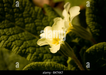 Primrose primula vulgaris close up Stock Photo