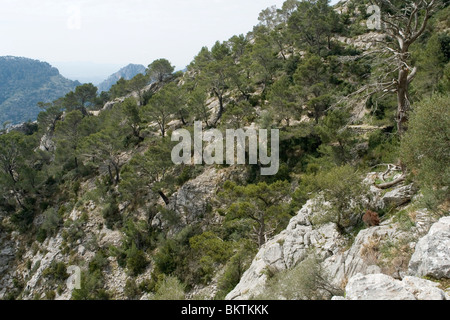 A spectacular forest of carob trees on a hillside (Majorca - Spain). Spectaculaire forêt de caroubiers à flanc de montagne. Stock Photo