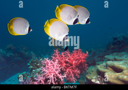 Panda butterflyfish (Chaetodon adiergastos) over coral reef with soft corals. Bali, Indonesia. Stock Photo
