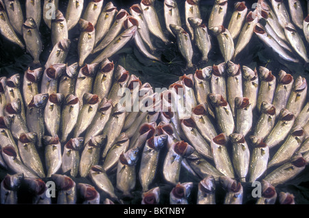 Mackerel drying in the sun Stock Photo