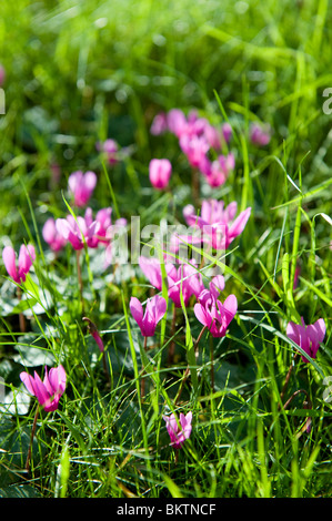A clump of wild Cyclamen flowers growing on a grassy bank in May, UK, 2010 Stock Photo