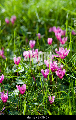 A clump of wild Cyclamen flowers growing on a grassy bank in May, UK, 2010 Stock Photo