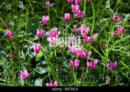 A clump of wild Cyclamen flowers growing on a grassy bank in May, UK, 2010 Stock Photo